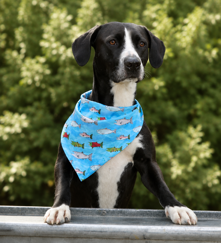 Pet Tie-On Bandana